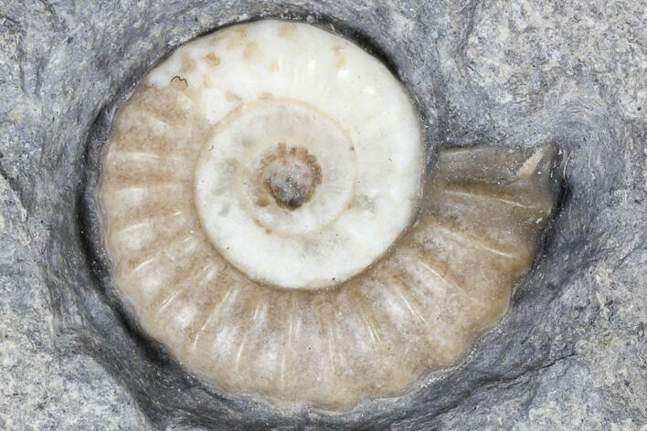 Ammonite (Promicroceras) Fossil - Lyme Regis #103017